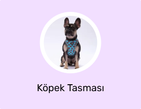 Köpek Tasması