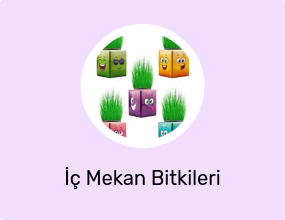 İç Mekan Bitkileri