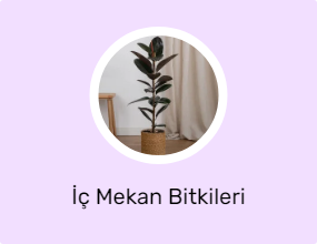 İç Mekan Bitkileri