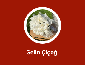 Gelin Çiçeği