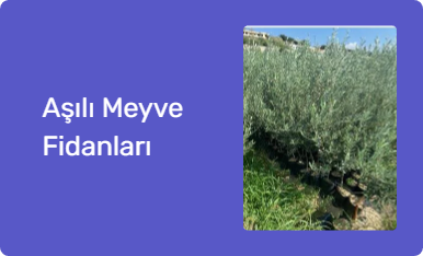 Aşılı Meyve Fidanları