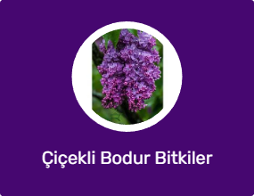 Çiçekli Bodur Bitkiler