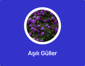 Aşılı Güller