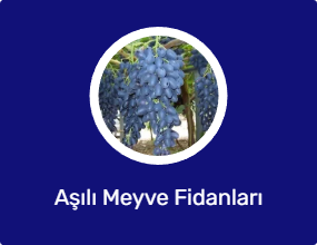 Aşılı Meyve Fidanları