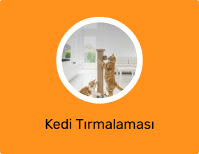 Kedi Tırmalaması