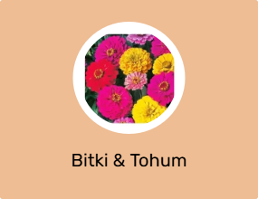 Bitki & Tohum
