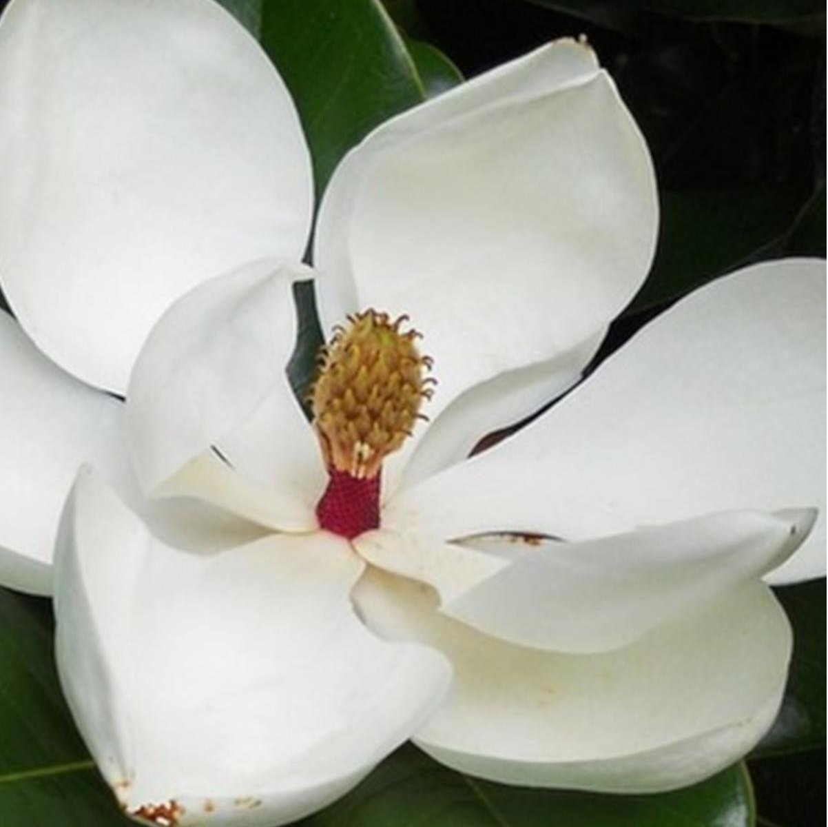 Magnolia Life