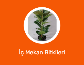 İç Mekan Bitkileri