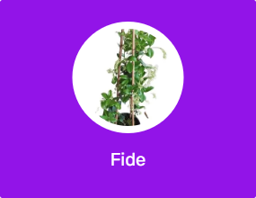 Fide