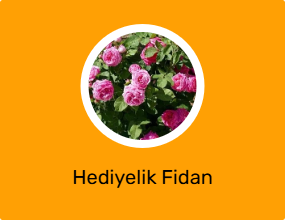 Hediyelik Fidan