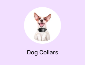 Dog Collars