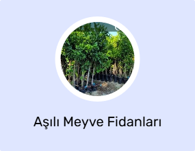 Aşılı Meyve Fidanları
