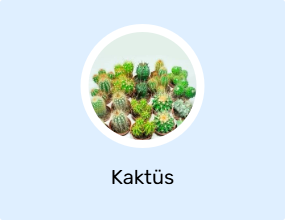 Kaktüs