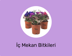 İç Mekan Bitkileri
