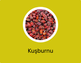 Kuşburnu