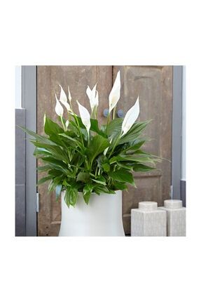Berceste Peyzaj Tasarim Medine Gulu Cicegi Medinilla Cicegi Medine Orkidesi Ev Cicegi Ev Bitkisi Salon Cicegi Ofis Cicegi Trendyol