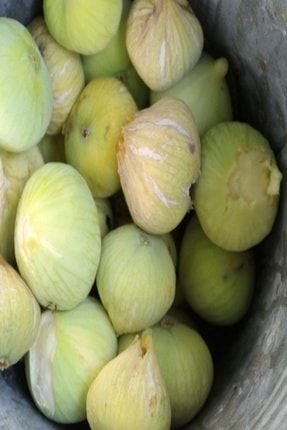 Onlinebahcem Tuplu Aromatik Yoresel Karadeniz Patlican Incir Fidani Trendyol