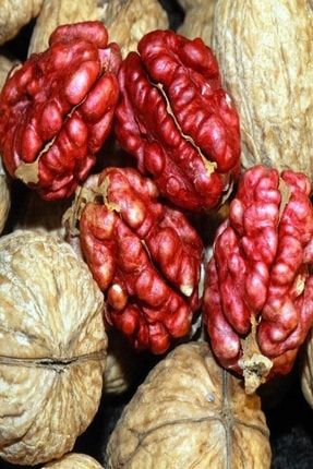Tacirdepo Tuplu Ozel Uretim Kirmizi Ceviz Fidani Trendyol