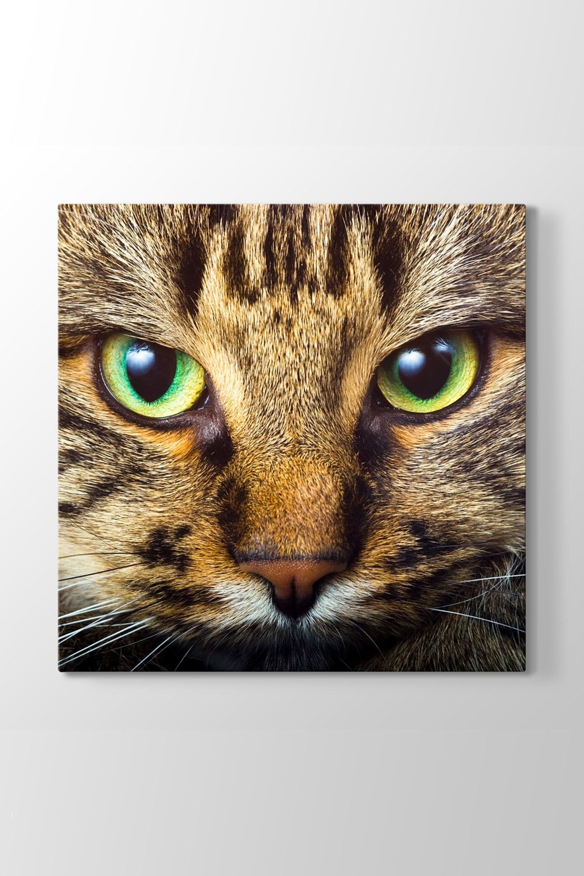 tabloshop tekir kedi tablosu model 3 olcusu 90x90 cm fiyati yorumlari trendyol