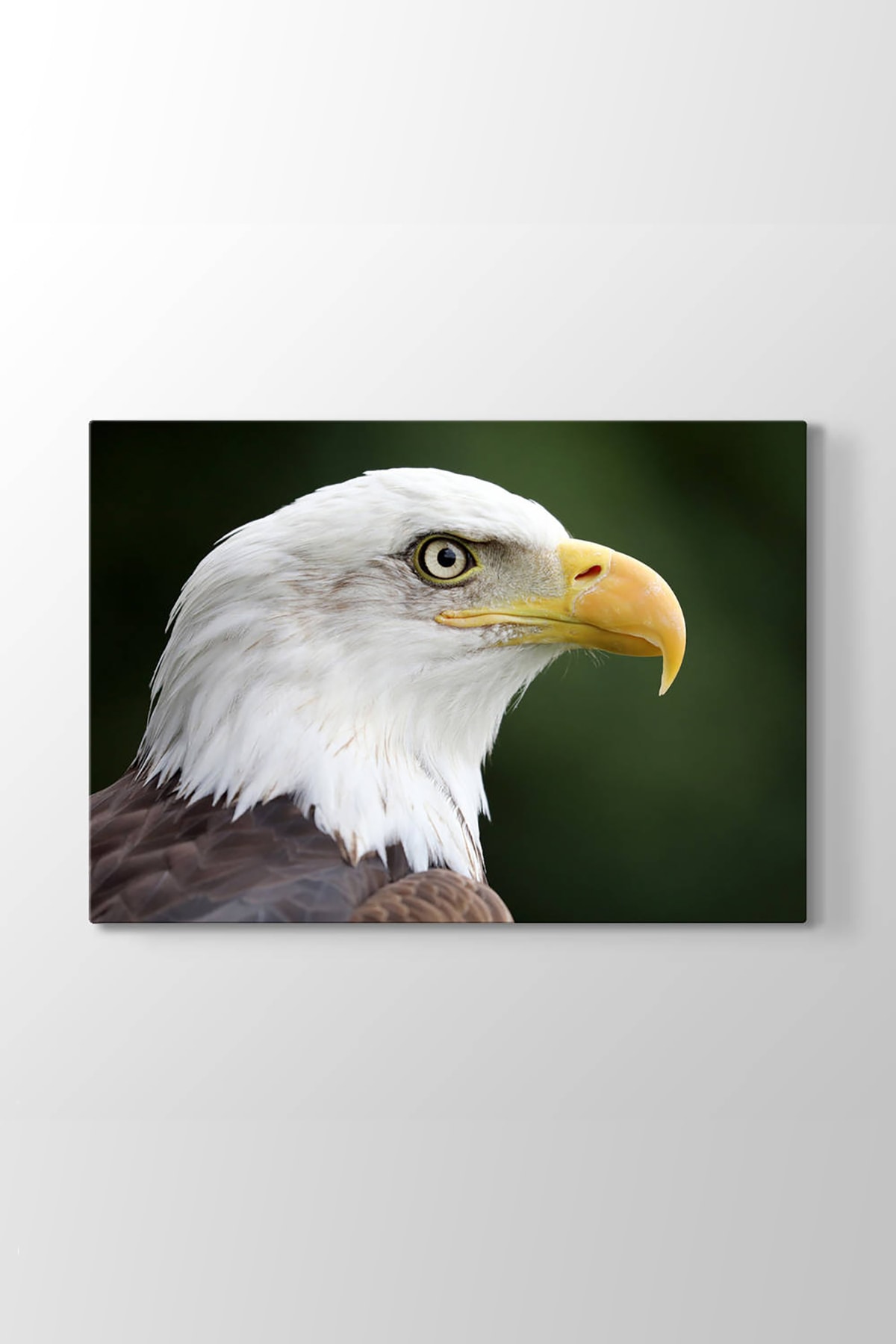 kartal tüyü tanımlama