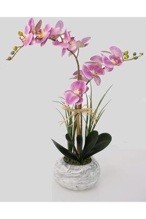 Beton Kabak Saksıda 2li Islak Orkide Tanzimi Mor Benekli YPCCK-BTN-164