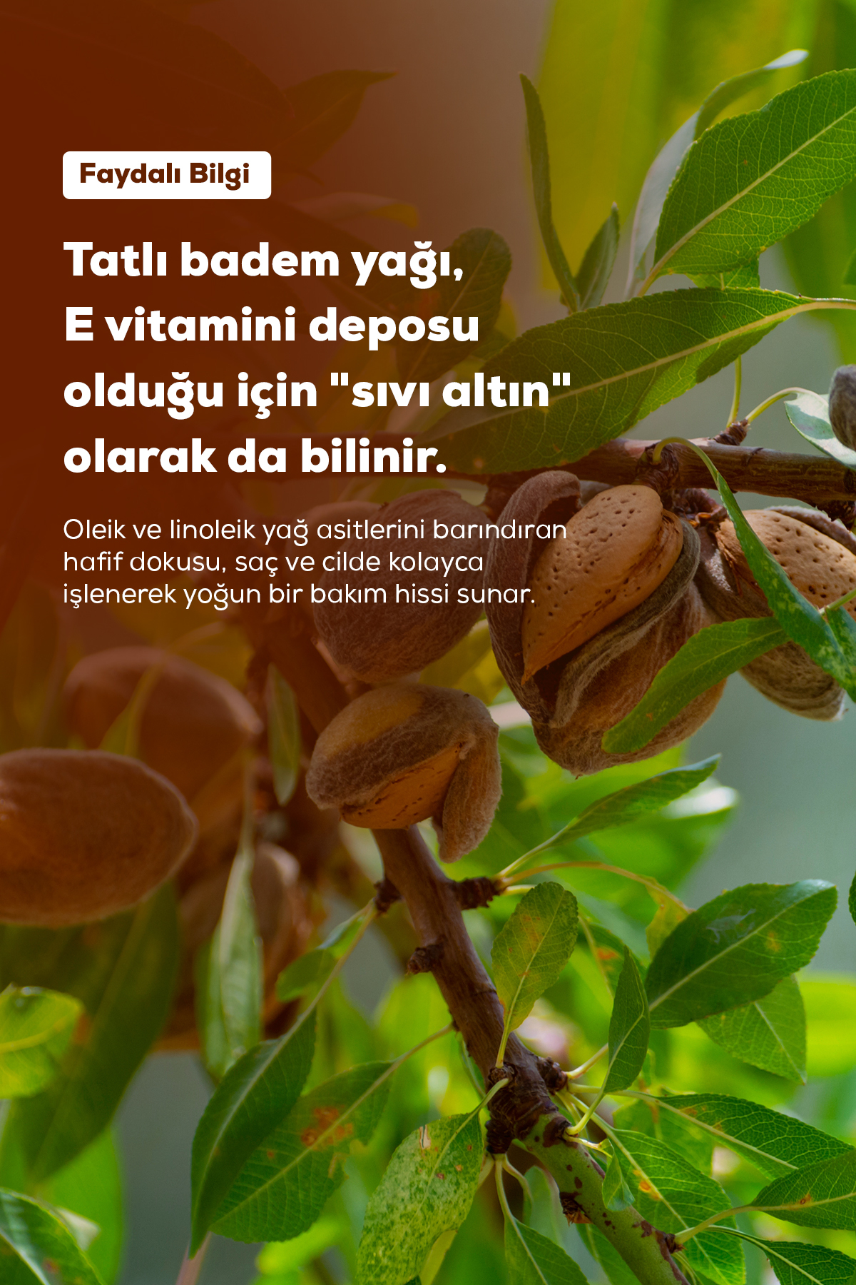 Badem Yağı Tatlı 50ml %100 Saf Tatlı Badem Yağı — 600 14 011 — تصویر 7 از 7