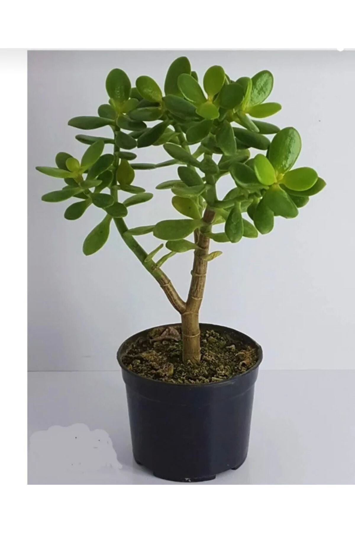 Bonsai Crassula Ovata Money Tree
