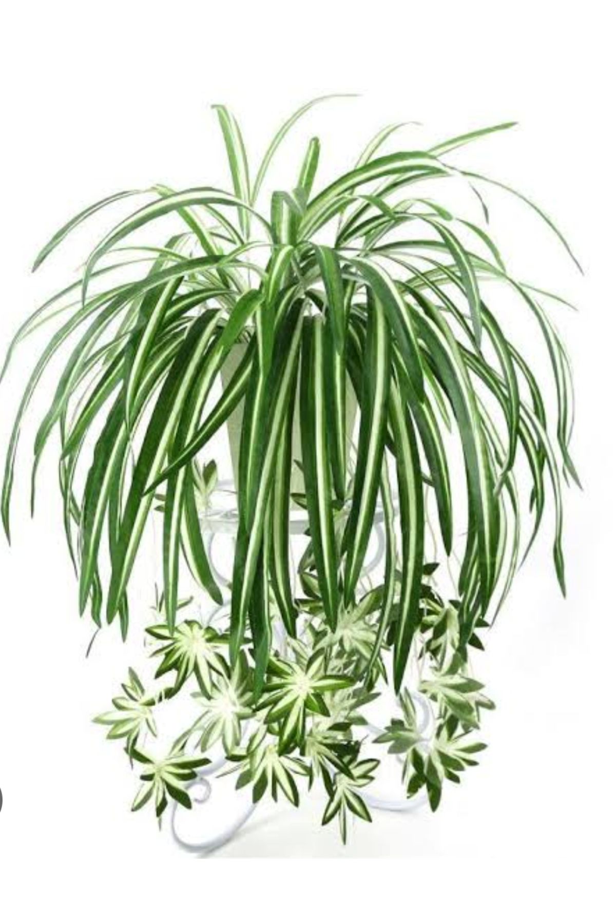 фотография цветка хлорофитум