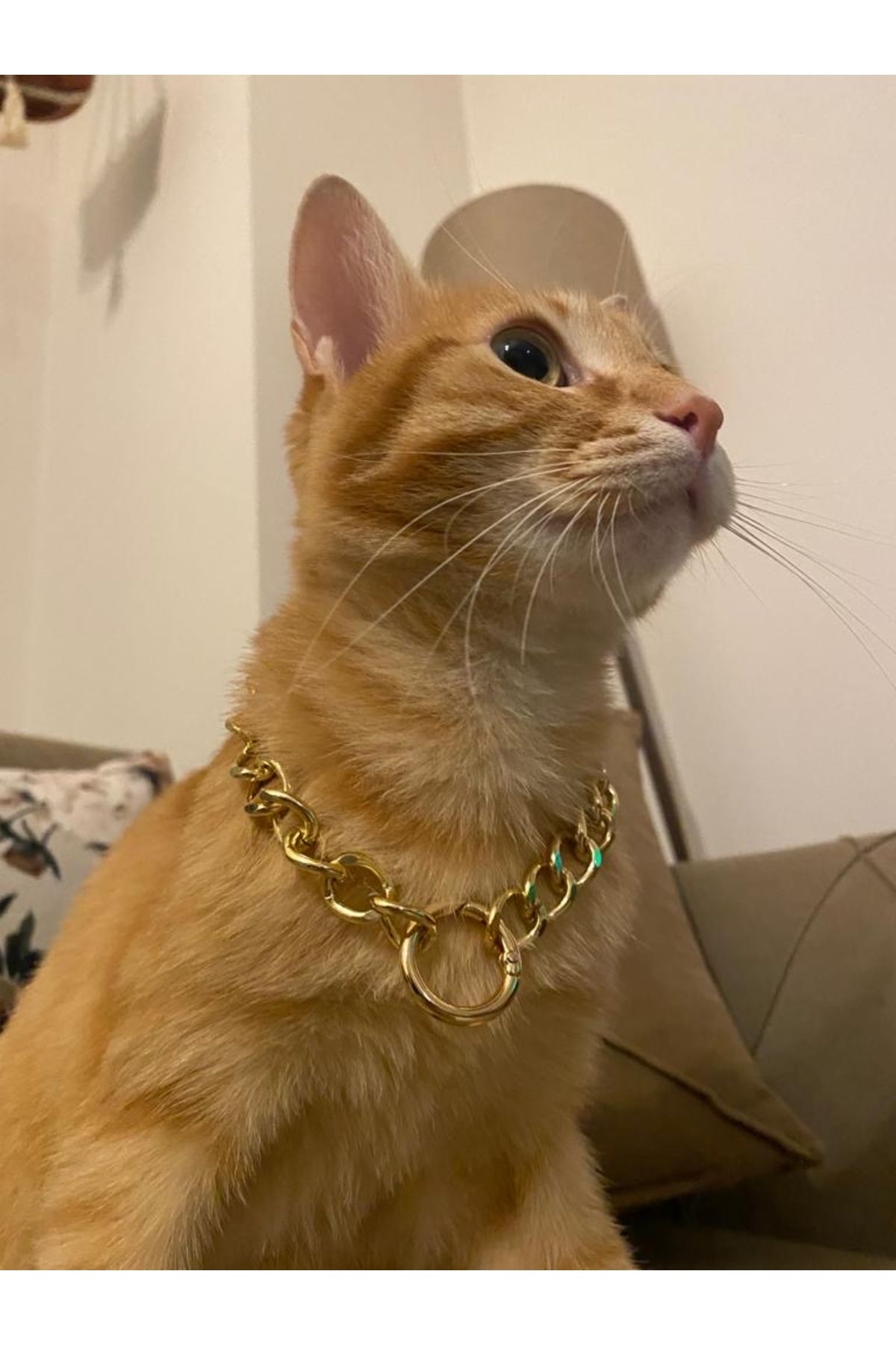 Gold online cat collars