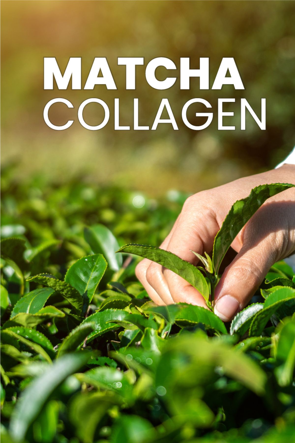 کلاژن MATCHA نوع 1 3 L CARNITIN 30 X 10 000 میلی گرم پودر Dermoten