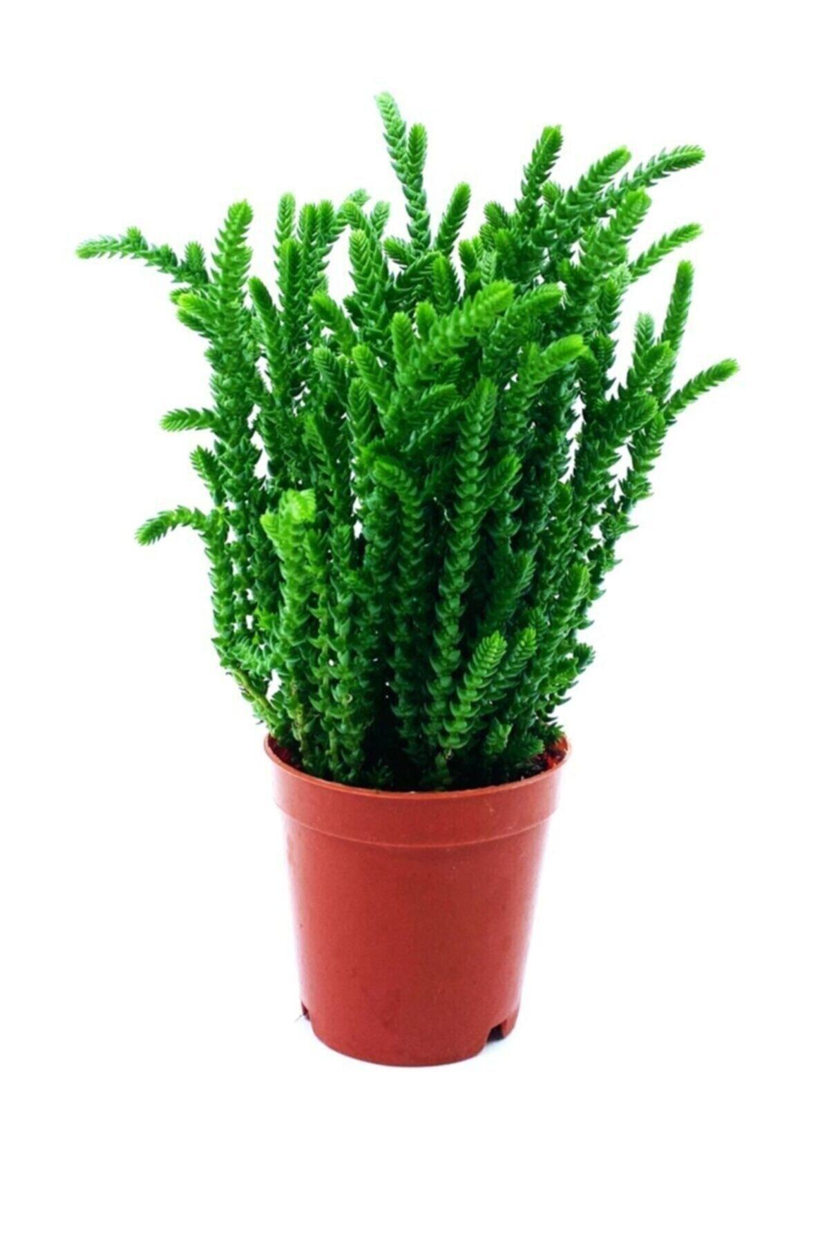 Arts Gardens Crassula Muscosa Watch Succulent Princess Pine