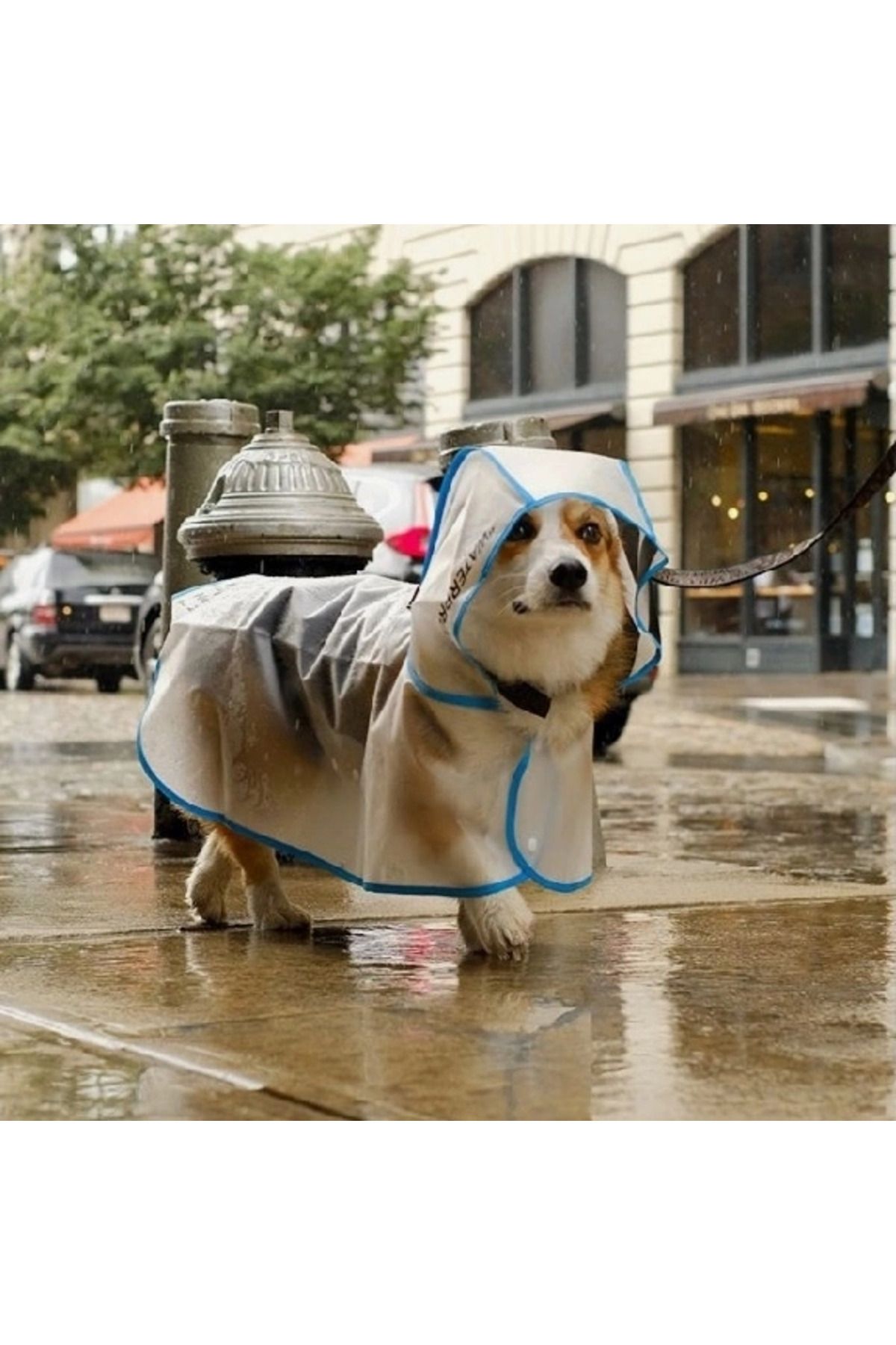Pet supermarket hot sale dog clothes