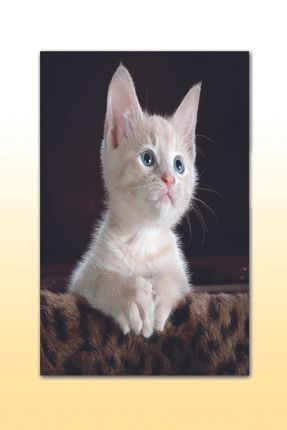 cakatablo ahsap tablo kederli kedi