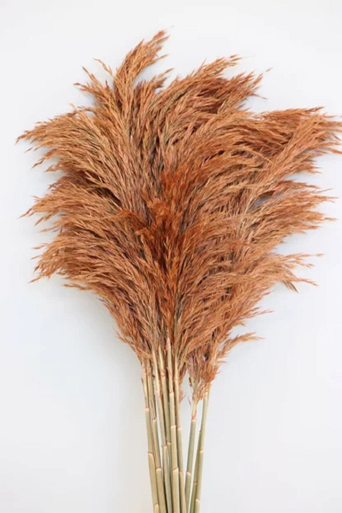 Shark Kuru Çiçek Pampas 15 Li 100 Cm Yapay Çiçek Açık Kahve Fiyatı ...