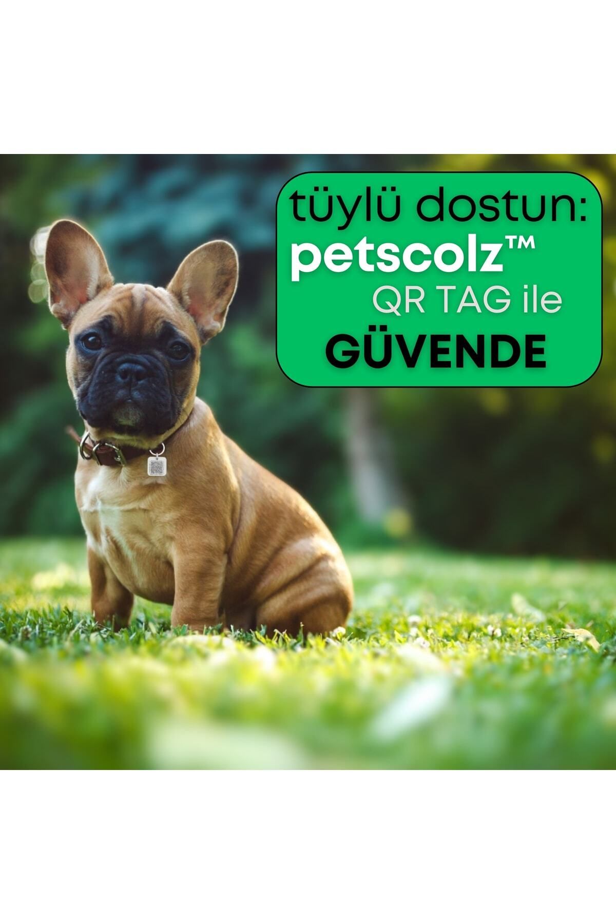 PETLOO-Petscolz Qr Tag - Qr Code Imprint with Location Notification 3