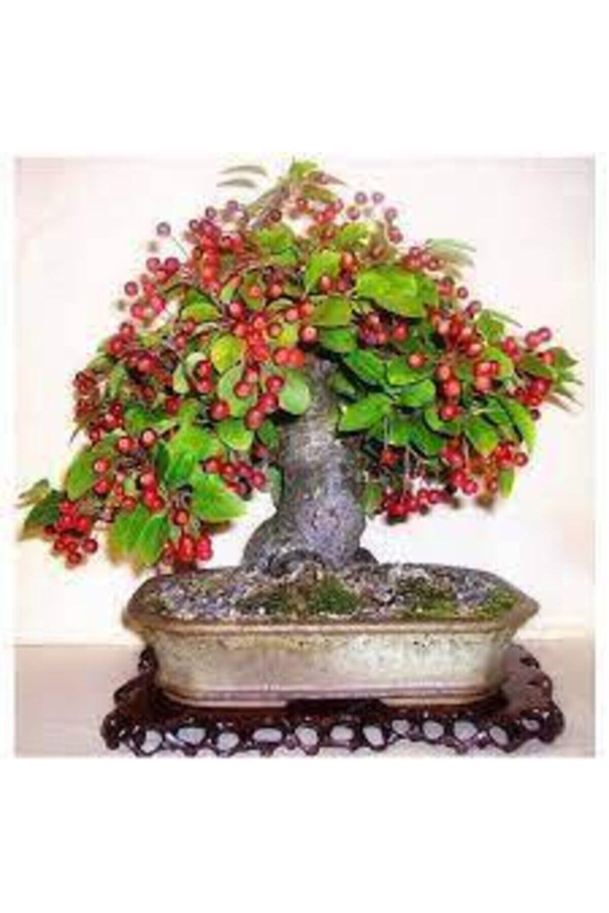 ata tohumculuk 5 Adet Bodur Kiraz Ağacı Bonsai Tohumu
