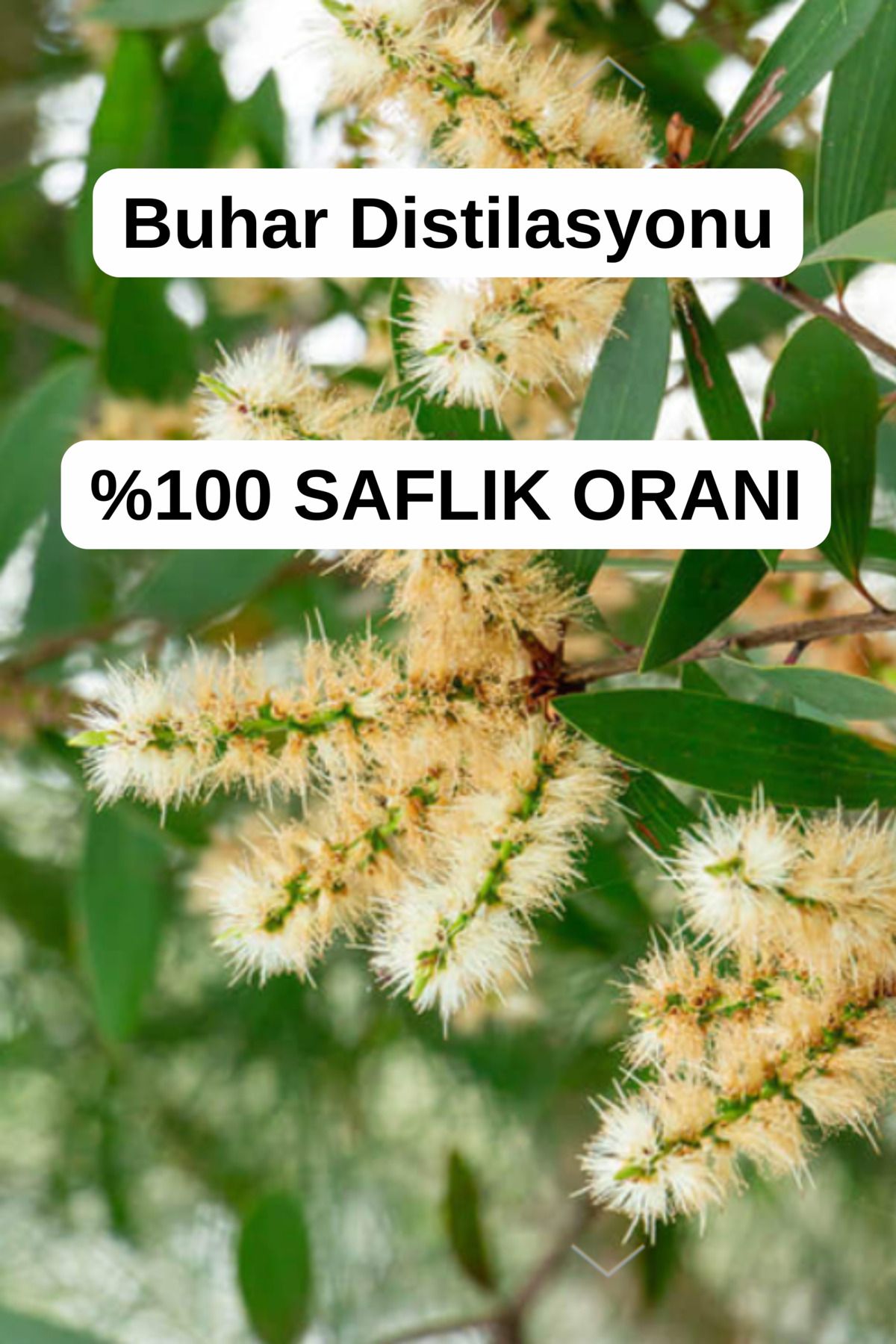اسانس نیاولی 100٪ خالص 40 میلی لیتر - (2 × 20 میلی لیتر) Antik Şifa