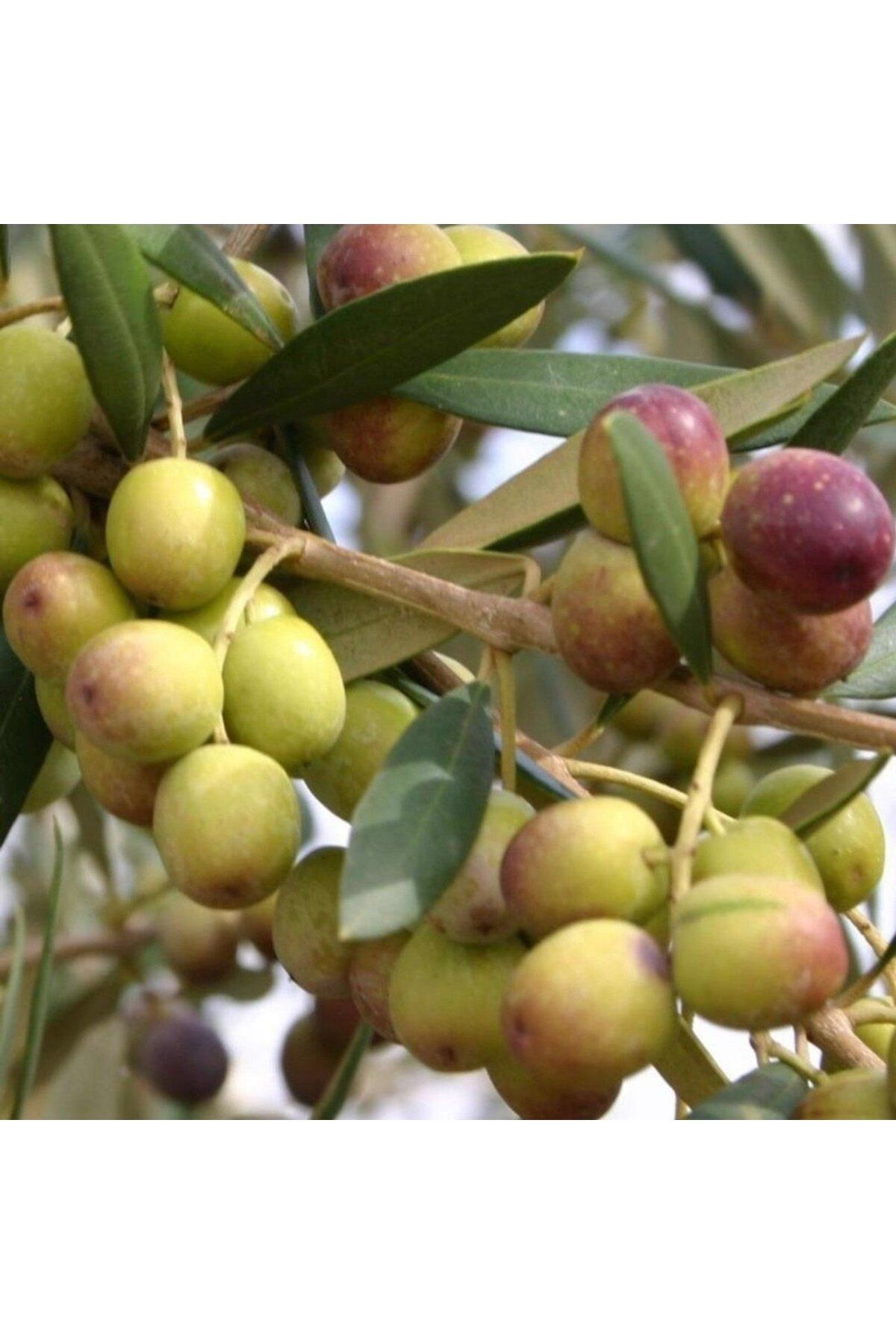 Oliva Lua