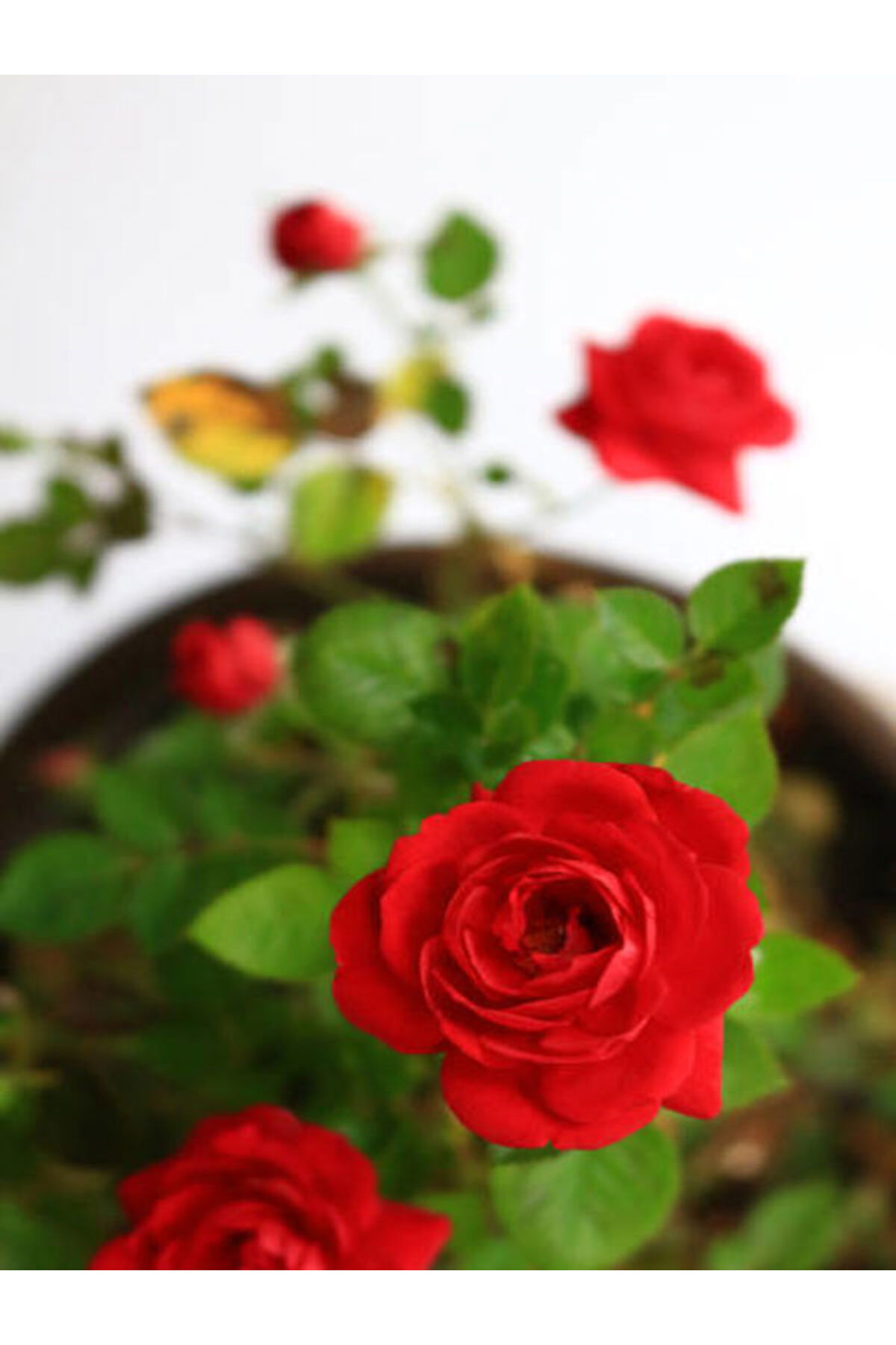 Videolu Kırmızı Gül Fidanı Kokulu Saksılı 1 Adet [10-15 Cm] Dış Mekan Bitkisi Red Rose 2