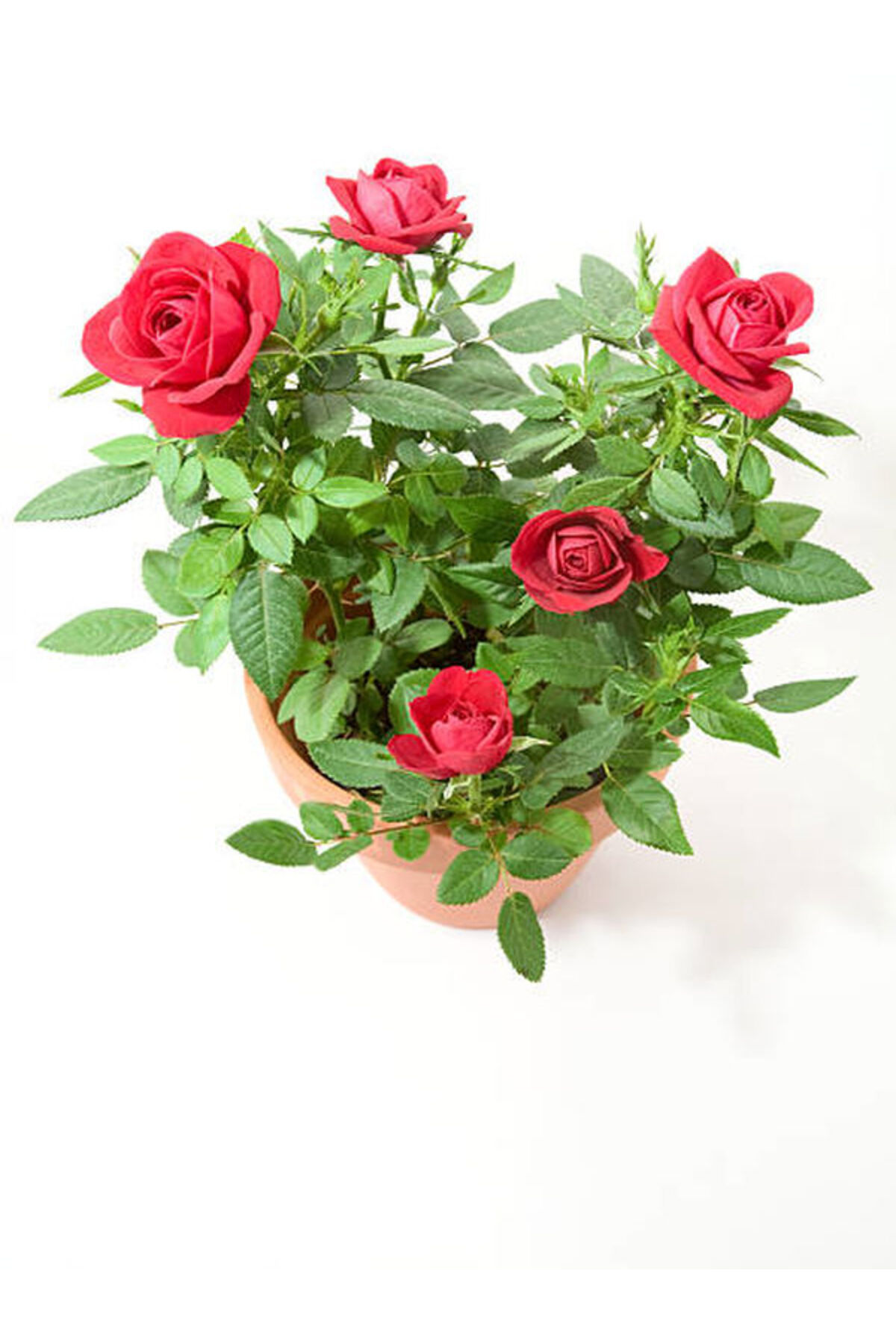 Videolu Kırmızı Gül Fidanı Kokulu Saksılı 1 Adet [10-15 Cm] Dış Mekan Bitkisi Red Rose 3