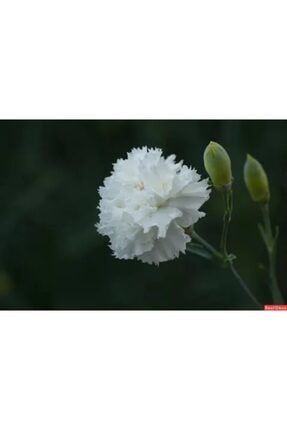 Beyaz Karanfil Çiçeği Fidanı Saksılı Kokulu 40cm-60cm tryıutr6ry