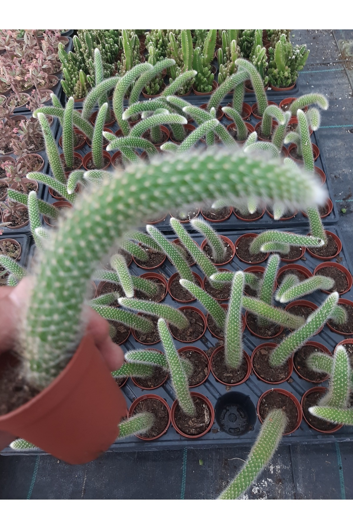 EGE GARDEN Maymun kuyruğu kaktüs sarkıcı hildewintera colademononis canlı 5.5cm saksida