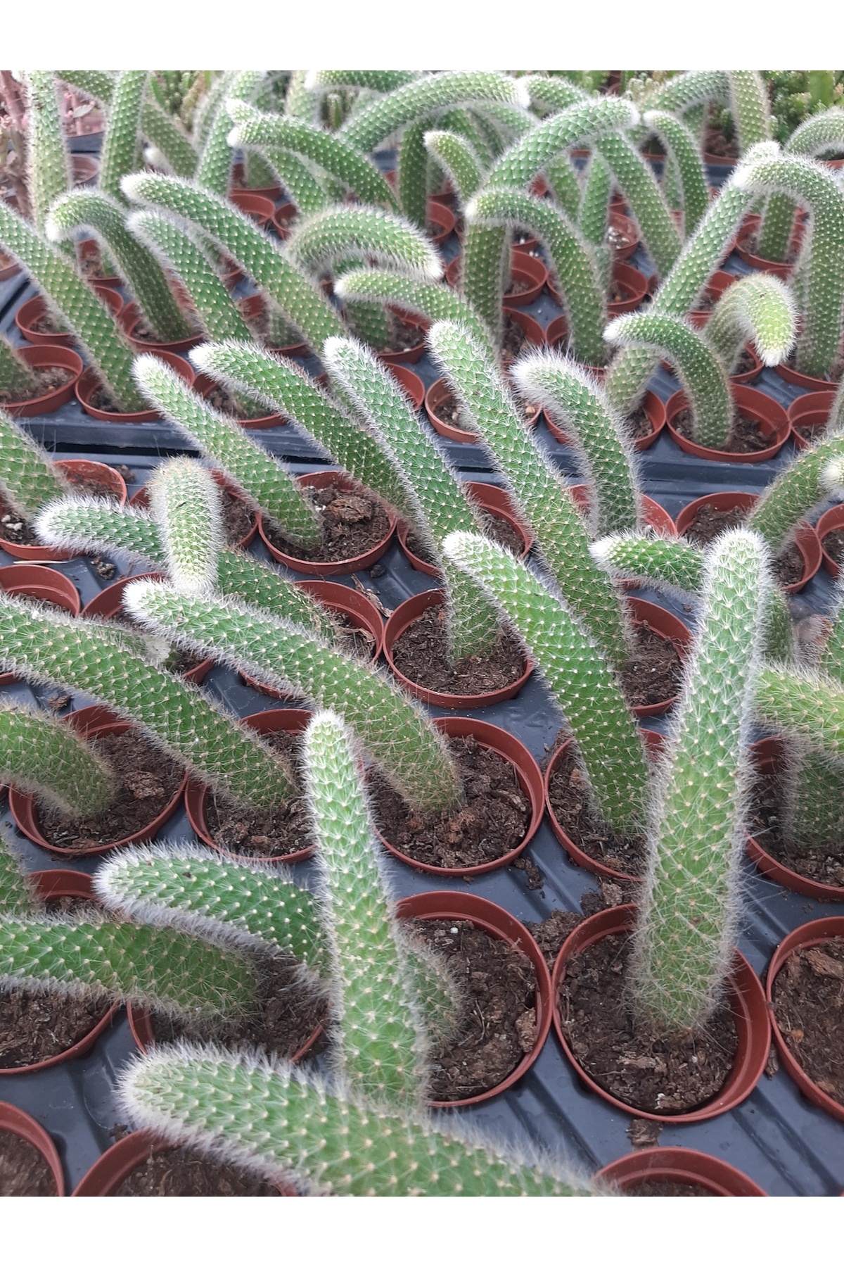 EGE GARDEN Maymun kuyruğu kaktüs sarkıcı hildewintera colademononis canlı 5.5cm saksida