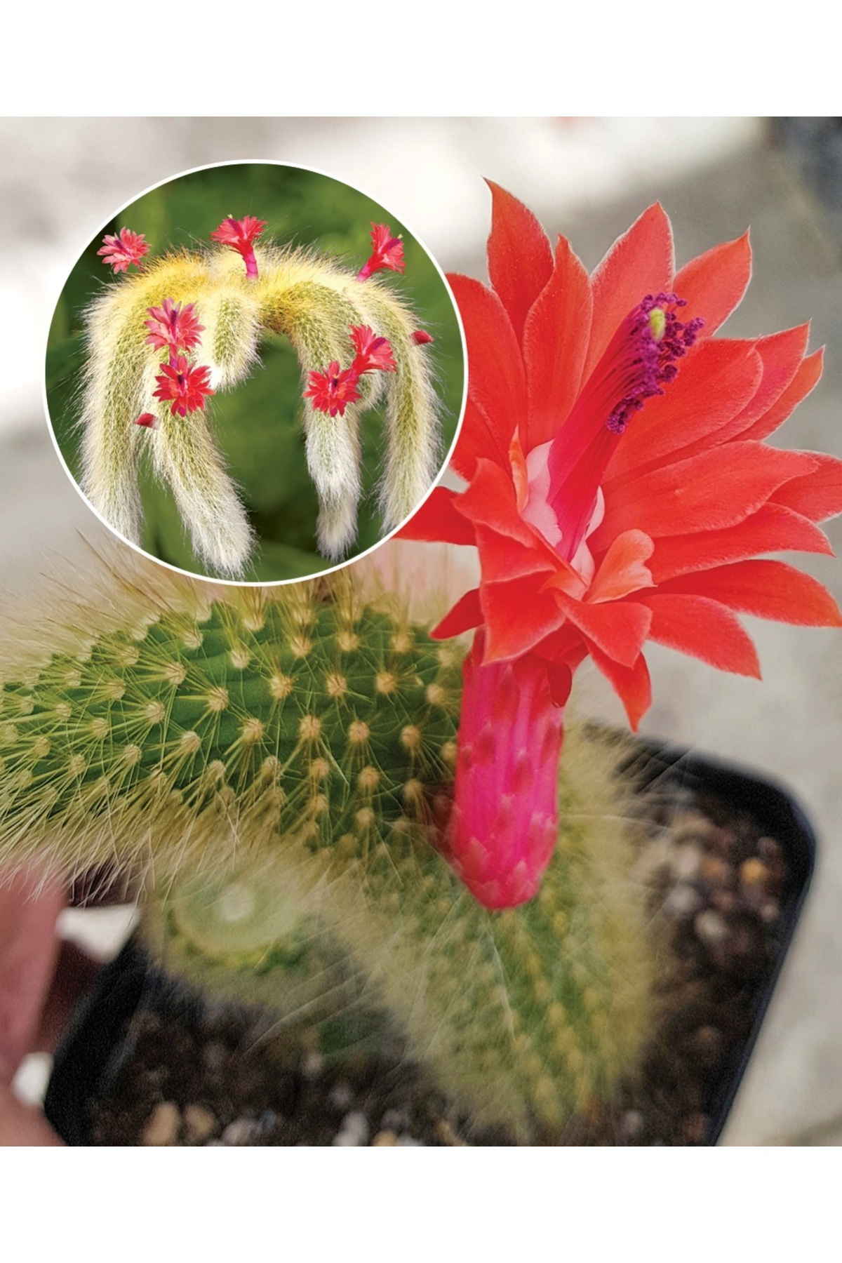 EGE GARDEN Maymun kuyruğu kaktüs sarkıcı hildewintera colademononis canlı 5.5cm saksida