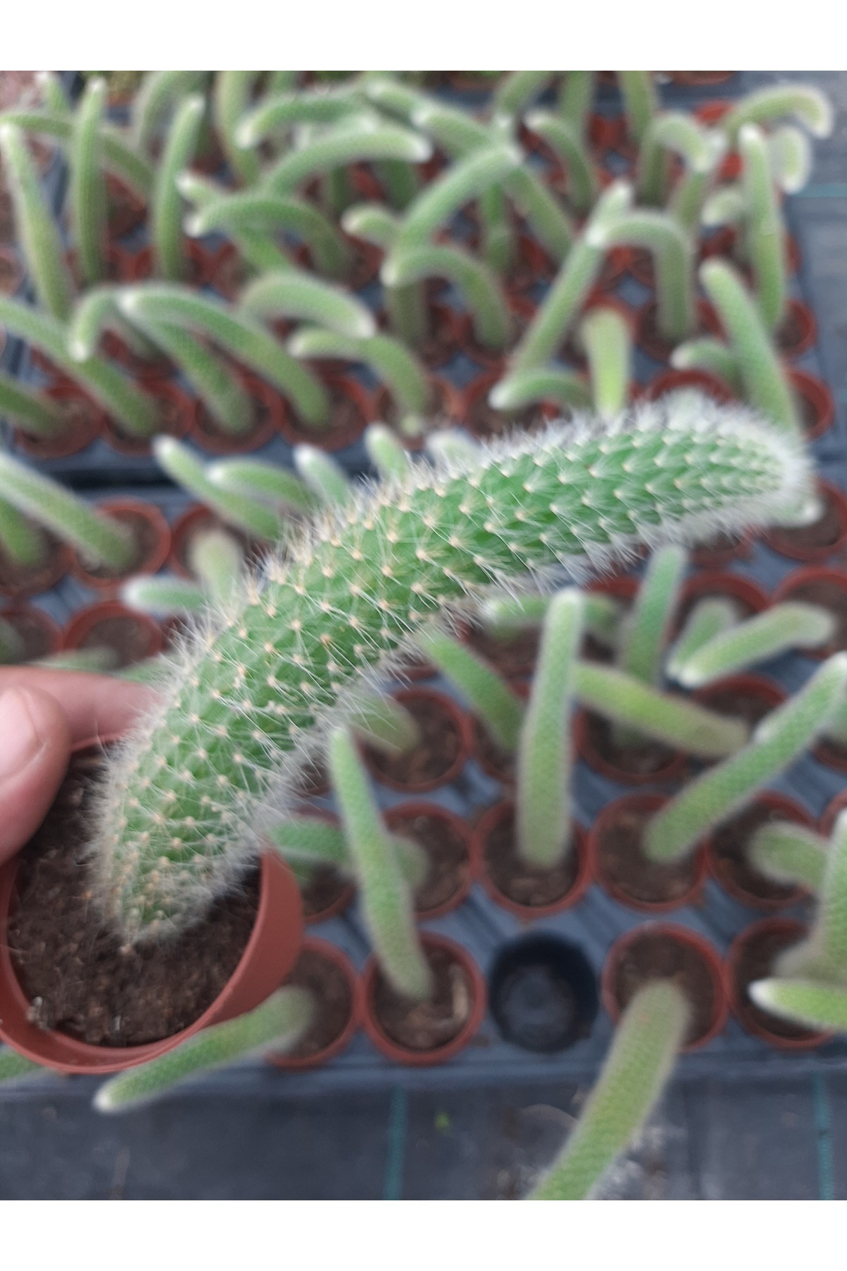 EGE GARDEN Maymun kuyruğu kaktüs sarkıcı hildewintera colademononis canlı 5.5cm saksida