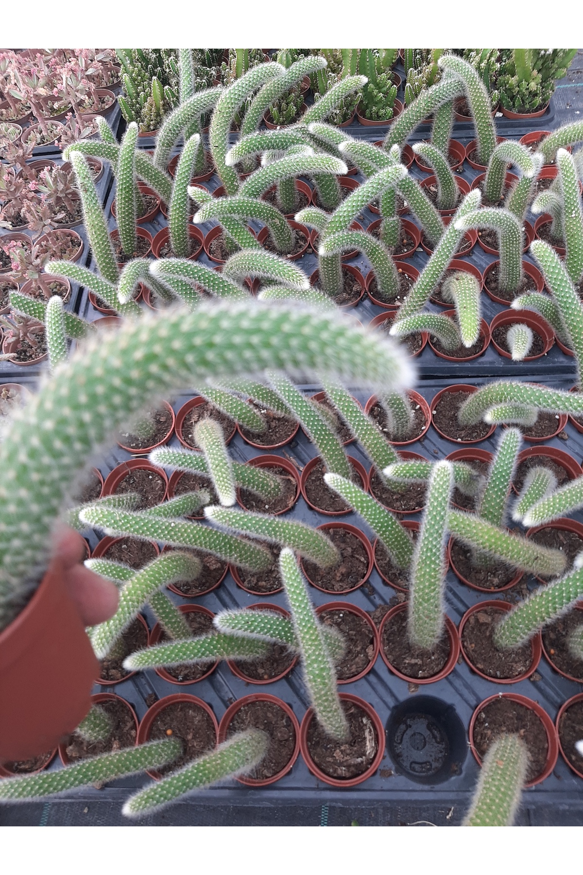 EGE GARDEN Maymun kuyruğu kaktüs sarkıcı hildewintera colademononis canlı 5.5cm saksida