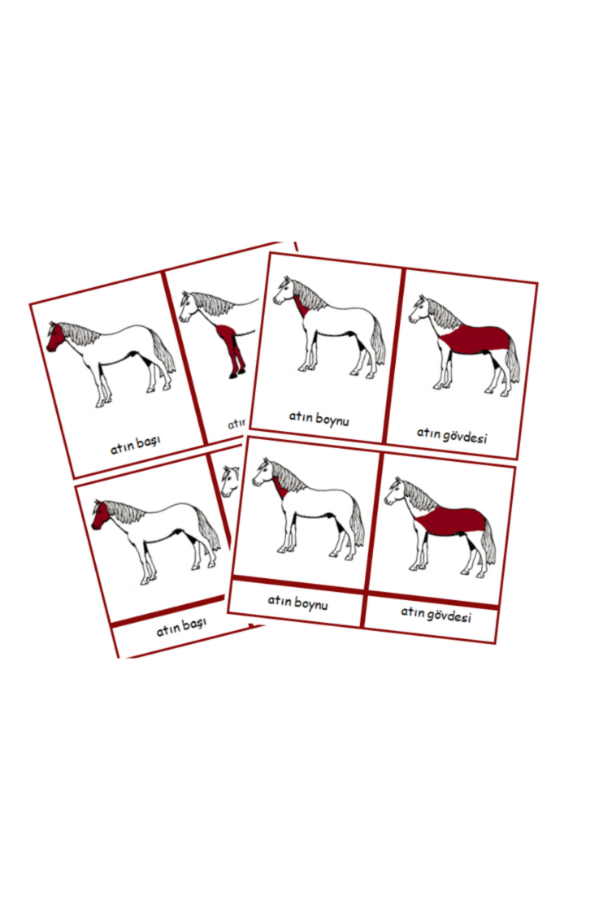 Ada Montessori Montessori Atın Kısımları 3 aşamalı Pvcli Kart fotoğrafı 2 (önizleme)