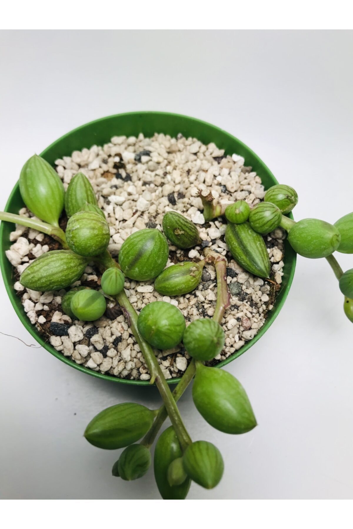 Curio Herranus Succulent Species