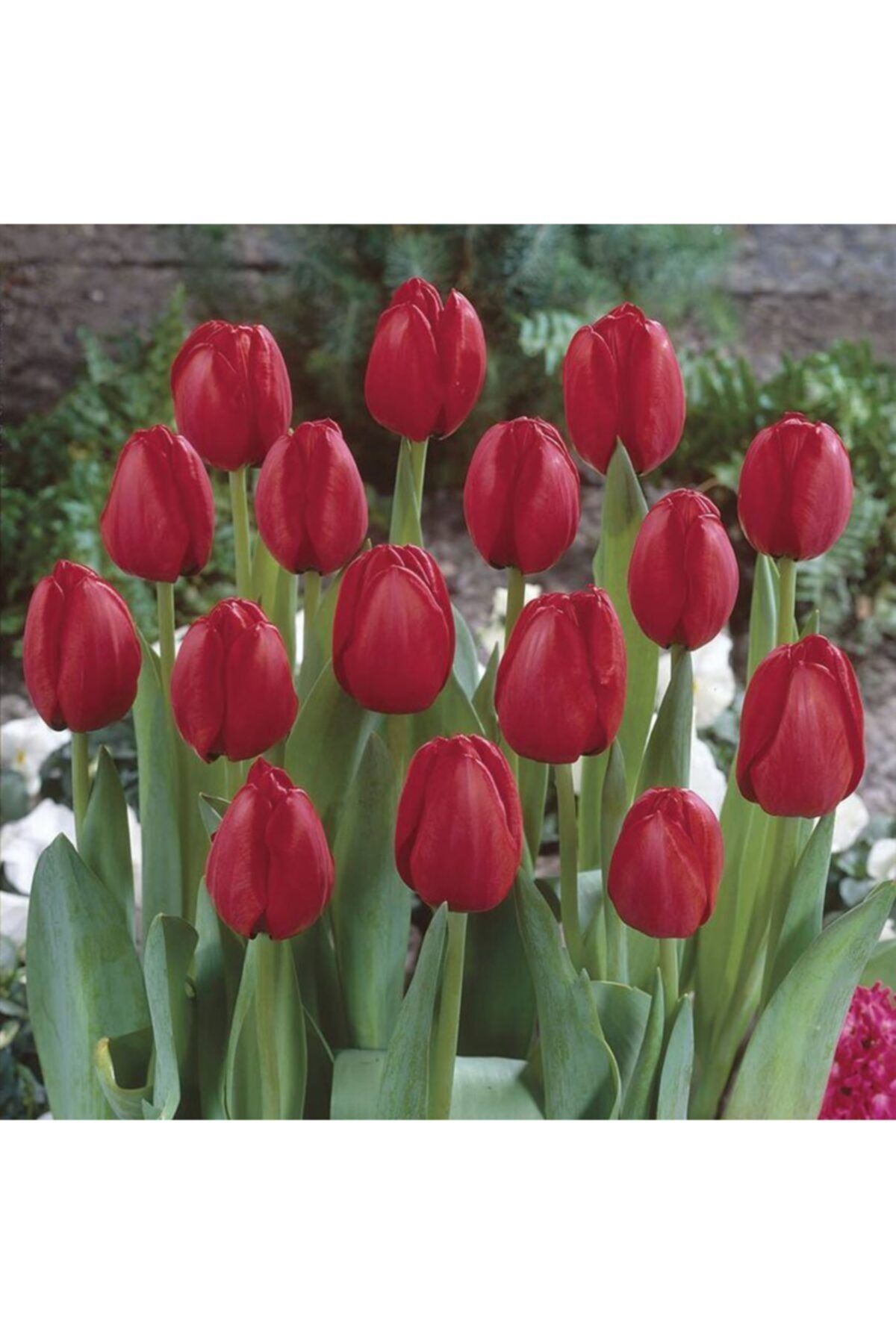 5 RED Impression Apeldoorn Darwin Hybrid Tulips Large bulbs Large Bloom Naturali