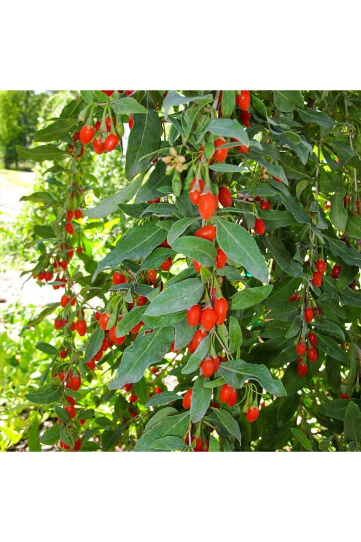 Tüplü Goji Berry Kurt Üzümü Fidanı